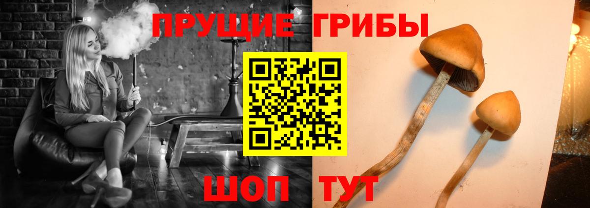 купить наркотик  Вход с VPN  Кирово-Чепецк  Галлюциногенные грибы Psilocybe 